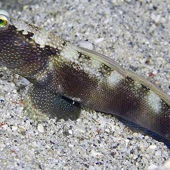 Cryptocentrus fasciatus rozmiar 5-6 cm
