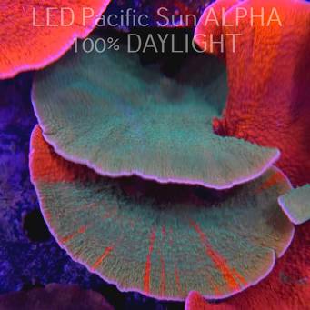  MONTIPORA GRAFTED RED-GREEN (17.03.2024) XL 10cm