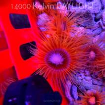 NEW CORALS 06.2025