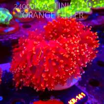 NEW CORALS 07.2026