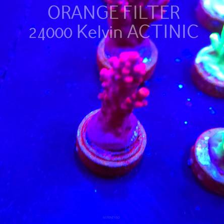 Acropora CHERRY BLOSSOM (04.10.2025)  3cm