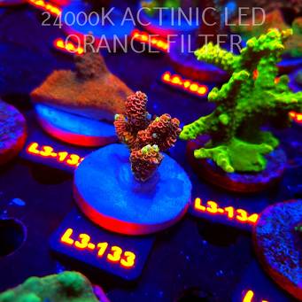 Acropora MILLEPORA RED/YELLOW MORPH (11.09.2026) L3-133  4cm