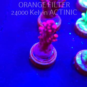 Acropora CHERRY BLOSSOM (04.10.2025)  3cm