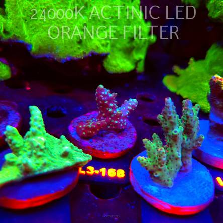 Acropora humilis DARK MOON (11.09.2026) L3-166  5cm