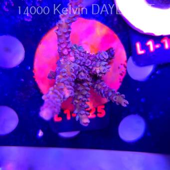 Acropora sp. AUSTRALIA  (16.03.2026) L1-125  8cm