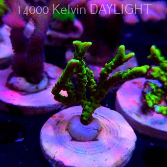 Anacropora WWC SLIMEBALL (20.03.2025) L1-II-25  6cm