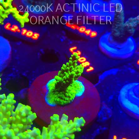 Acropora sp. AUSTRALIA (14.11.2025) L2-034  5cm