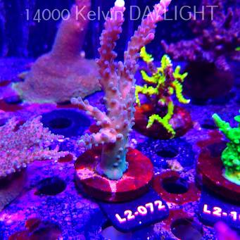 Acropora sp. AUSTRALIA (17.03.2026) L2-072  10cm