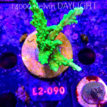 Acropora AUSTERA BANANA (18.03.2026) L2-090  8cm