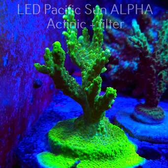 Acropora RR RAINBOW LOOM  (10.08.2024) L2-III-1  10cm