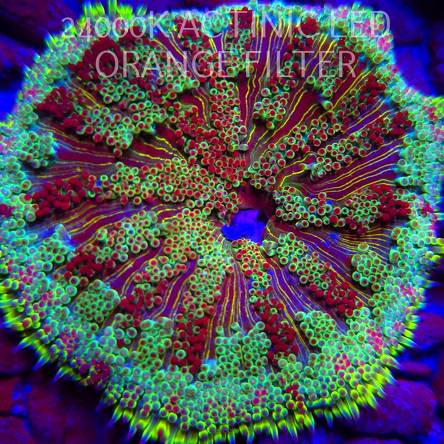 Stichodactyla TAPETUM Mini-Maxi Carpet Anemone RED-YELLOW (23.11.2025)  7cm