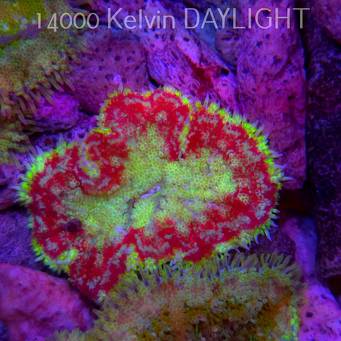 Stichodactyla TAPETUM Mini-Maxi Carpet Anemone RED-YELLOW (01.06.2025)  6cm