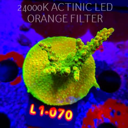 Acropora RR RAINBOW LOOM (16.03.2026) L1-070  7cm