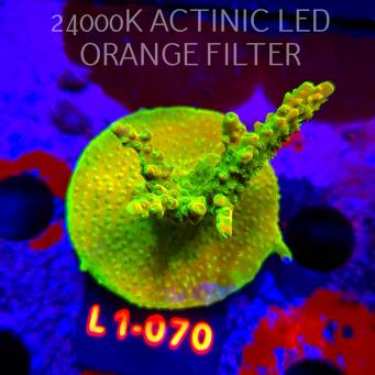 Acropora RR RAINBOW LOOM (16.03.2026) L1-070  7cm