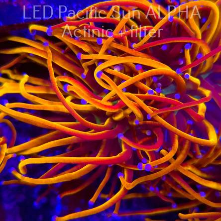 Euphyllia glabrescens NY KNICKS TORCH (04.08.2024)