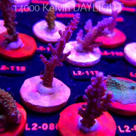 Acropora tenuis BLUE (14.08.2026) L2-080  9cm