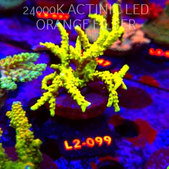 Anacropora WWC SLIMEBALL (17.03.2026) L2-099  8cm