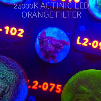 Acropora sp. AUSTRALIA (12.11.2025) L2-075  3cm