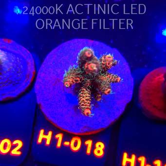 Acropora MILLEPORA JF SOLAR FLAME (04.02.2026) H1-018  5cm