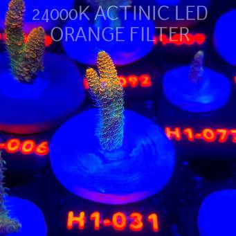 Acropora MILLEPORA ELECTRIC ORANGE JAWDROPPER (02.11.2025) H1-031  5cm