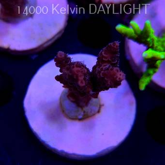 Acropora millepora PINK AUSTRALIA (20.03.2025) L1-I-25  5cm
