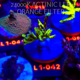 Anacropora WWC SLIMEBALL (11.10.2025) L1-042  4cm