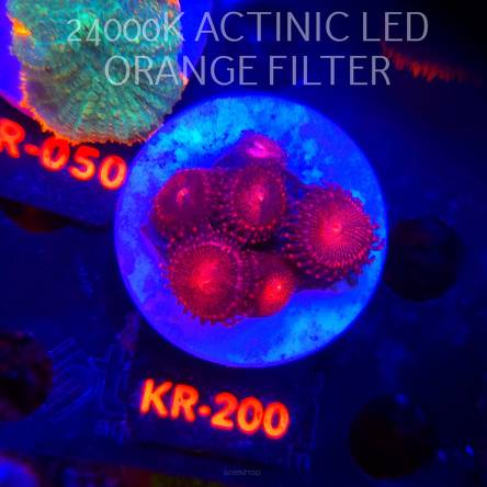 Zoanthus ALIEN EXPLOSION (01.02.2026) KR-200  7P