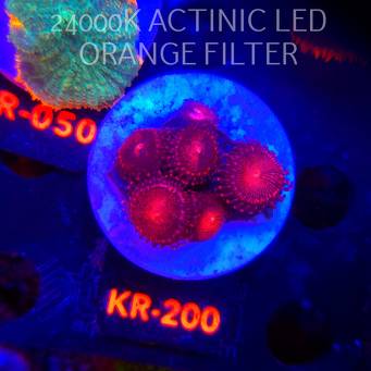 Zoanthus ALIEN EXPLOSION (01.02.2026) KR-200  7P