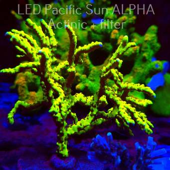 Anacropora WWC SLIMEBALL (01.12.2024) MM1-III-8  12cm