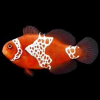 Amphiprion biaculeatus gibbosus lightning 4-5 cm TANK BRED