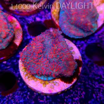 Echinophyllia Lava Rush Chalice (18.05.2025)  4cm