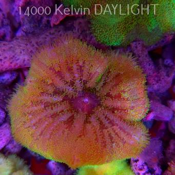 Stichodactyla TAPETUM Mini-Maxi Carpet Anemone YELLOW-PINK (01.06.2025)  7cm