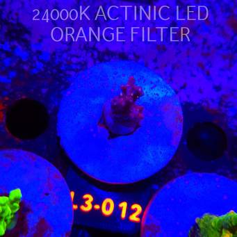 Acropora sp. AUSTRALIA (04.01.2026) L3-012  2cm