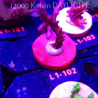 Acropora sp.  (03.08.2026) L1-102  8cm