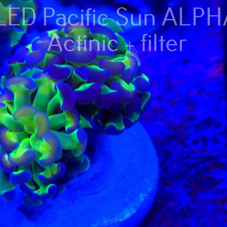 Euphyllia paraancora GREEN HOLOGRAM HAMMER (07.10.2024) 2 HEADS