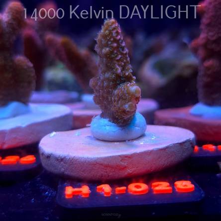 Acropora spathulata CORAL SEA ULTRA RED (16.10.2025) H1-028  3cm