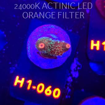 Acropora MILLEPORA JF SOLAR FLAME (04.02.2026) H1-060  4cm