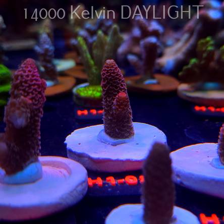 Acropora spathulata CORAL SEA ULTRA RED (16.10.2025) H1-082  4cm