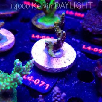 Acropora sp. PREMIUM AUSTRALIA (20.05.2026) L4-071  5cm