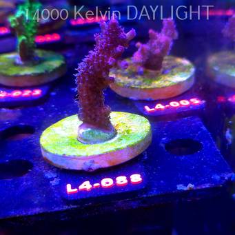 Acropora sp. AUSTRALIA  (07.01.2026) L4-088  6cm