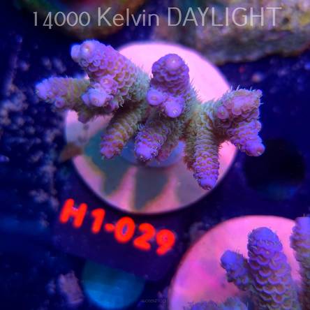 Acropora MILLEPORA RAINBOW (16.10.2025) H1-029  6cm