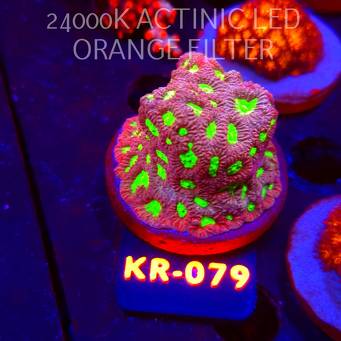 Favites DRAGON SOUL PRISM (07.12.2025) KR-079  5cm