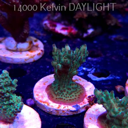 Acropora TG KERMIT THE FROG (20.03.2025) L1-III-28  6cm