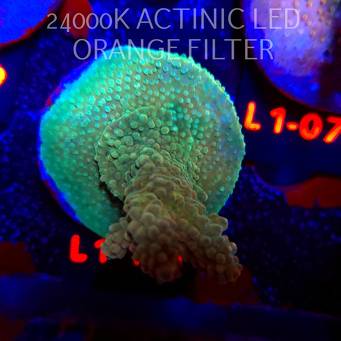 Acropora TG KERMIT THE FROG (16.03.2026) L1-107  6cm