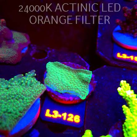 Acropora sp. AUSTRALIA (11.09.2026) L3-126  5cm