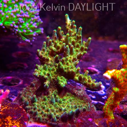 Acropora sp. AUSTRALIA (06.04.2025) MM6-III-8  9cm