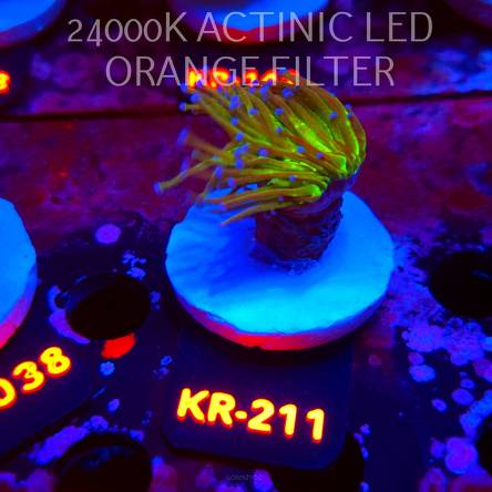 Euphyllia glabrescens TG TOXIC JOKER TORCH (01.09.2026) KR-211