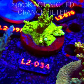 Acropora YELLOW PRINCESS (17.03.2026) L2-034  5cm