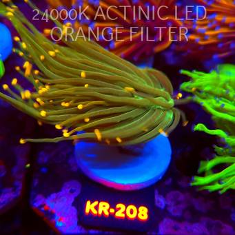 Euphyllia glabrescens DRAGON SOUL GOLD TIP (01.09.2026) KR-208