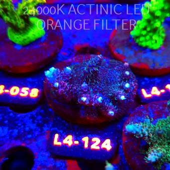 Acropora sp. PREMIUM AUSTRALIA  (07.01.2026) L4-124  5cm